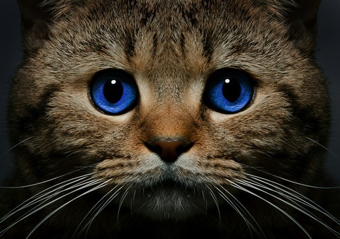 кот