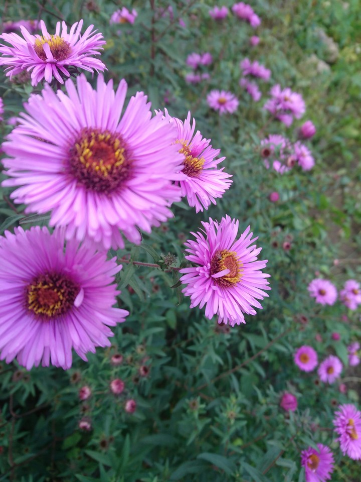 asters