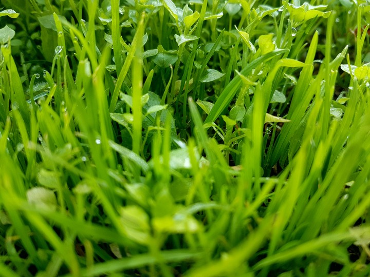 #green