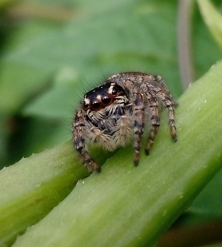 spider