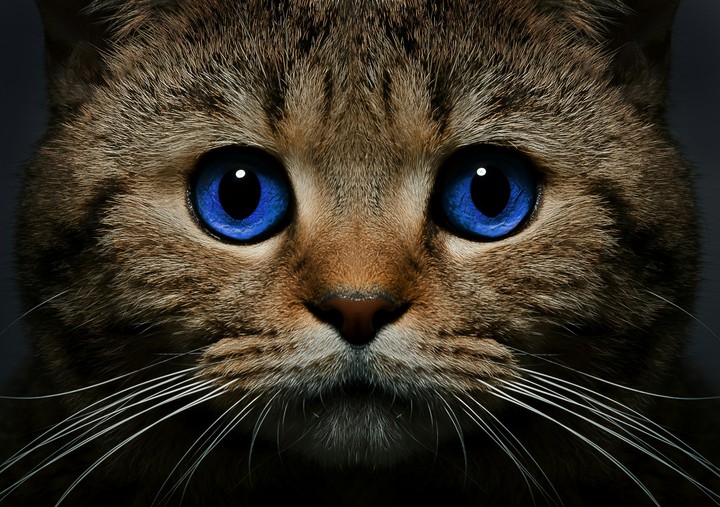 кот