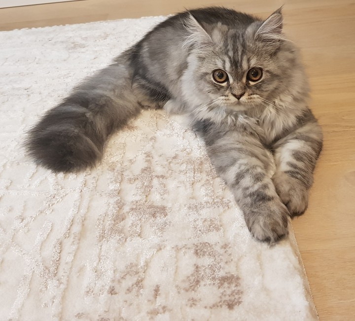 caty cat