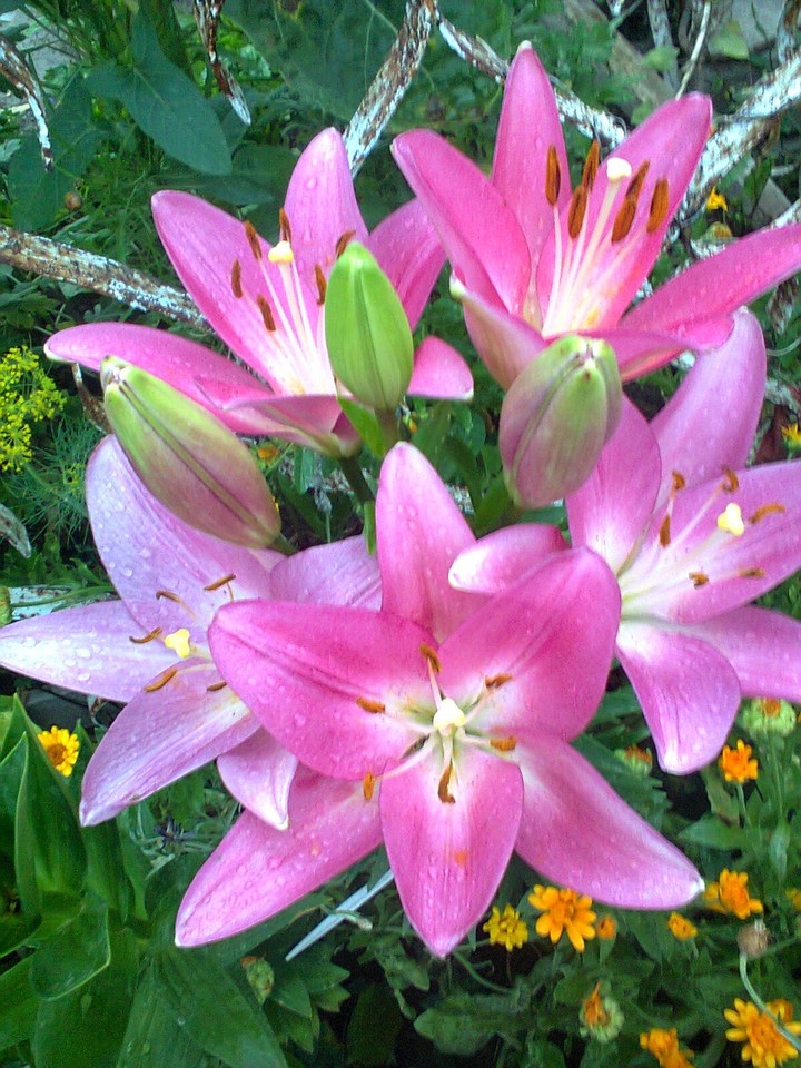 Lilies
