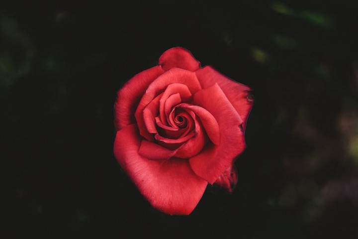 rose red rose