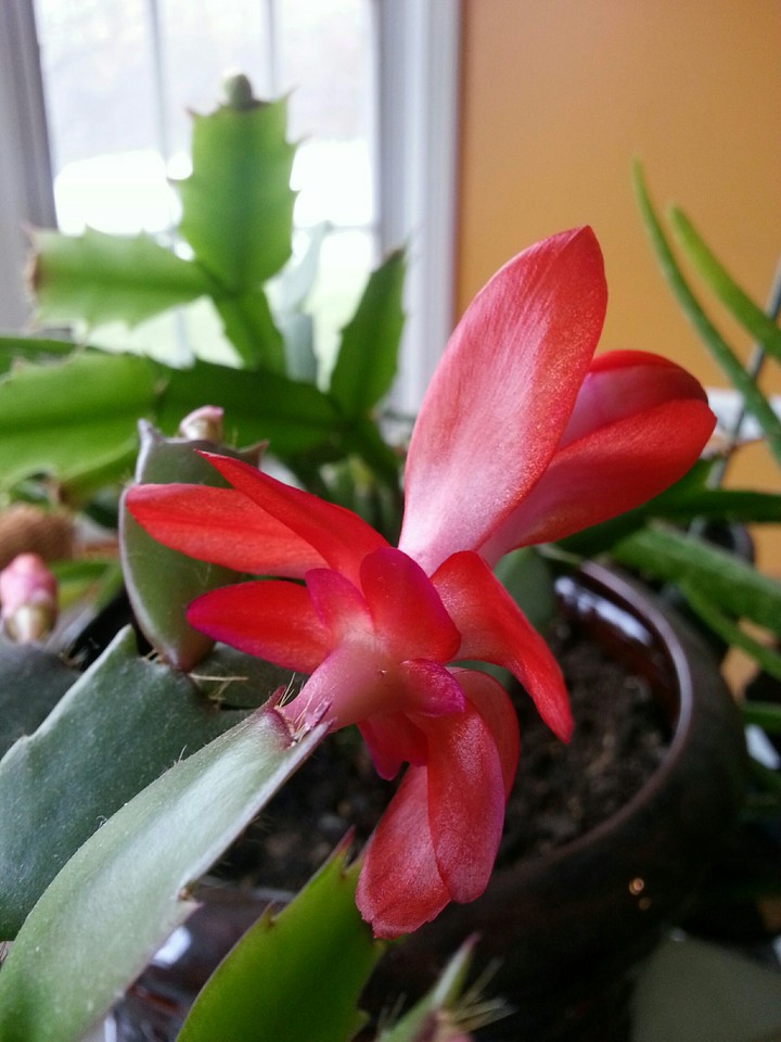 dessert flower