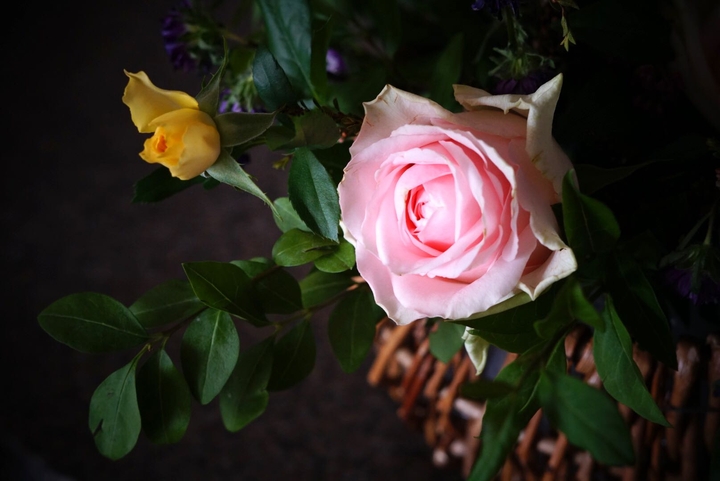 pink rose and tiny yellow rose