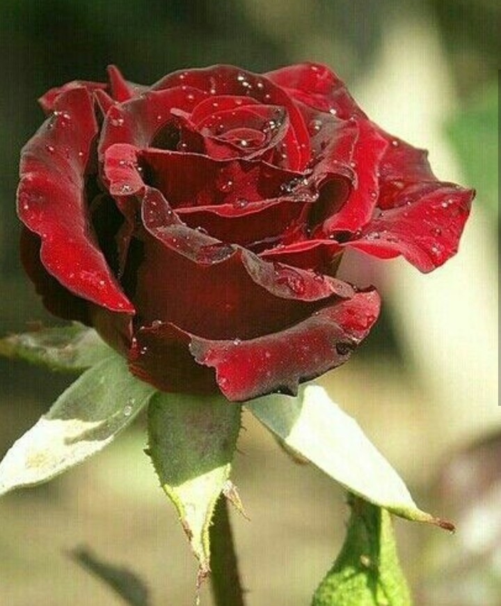 Roses
