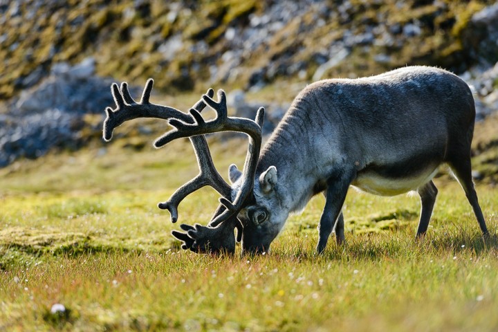 wild deer