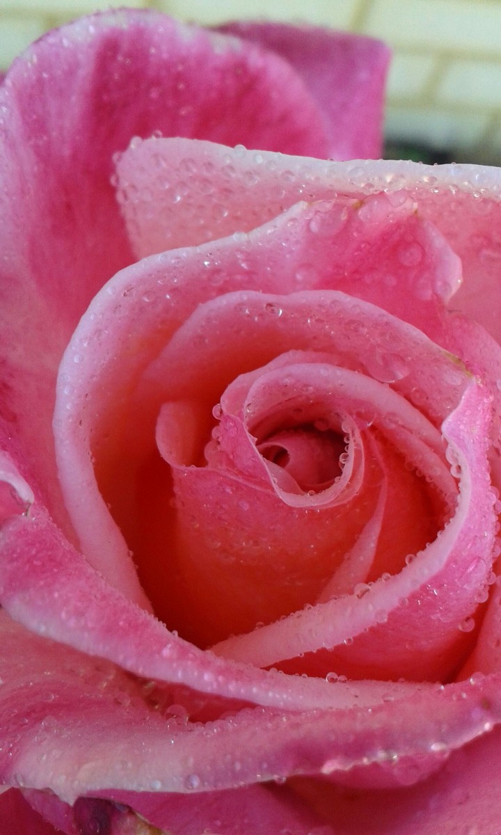 Roses