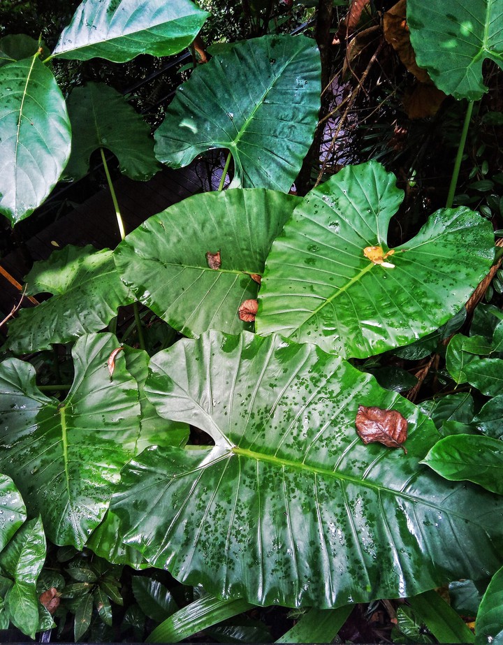 plant  tropic