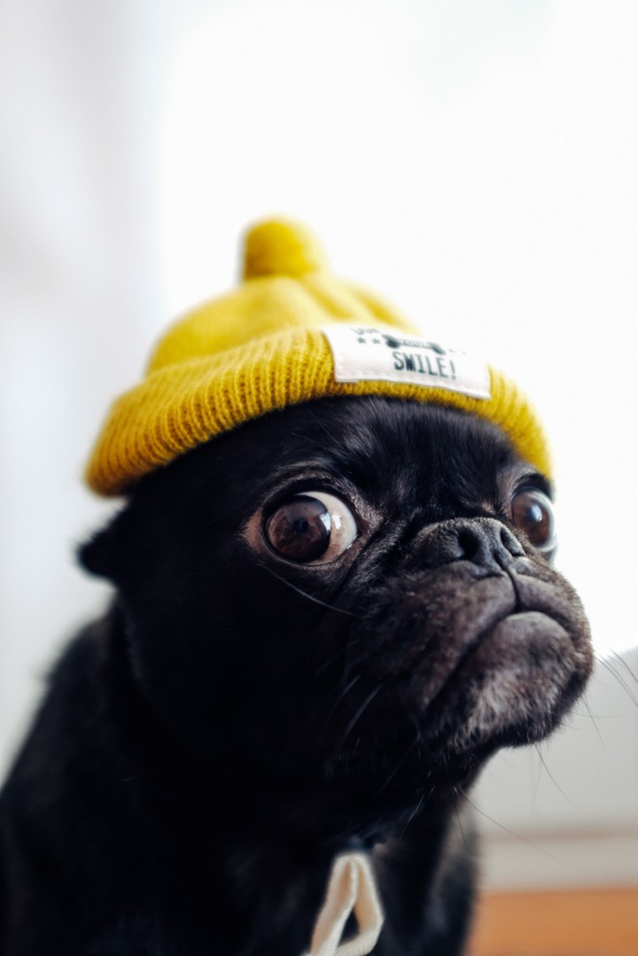 Scared Doggo