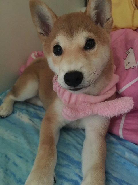 DOG柴
