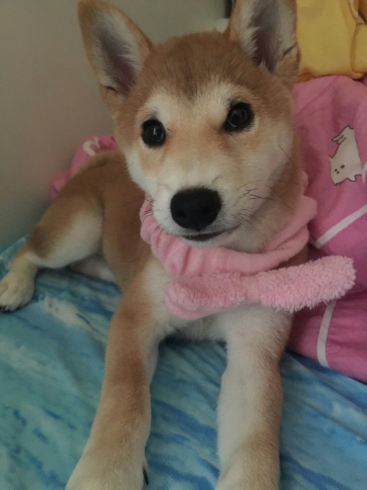 DOG柴