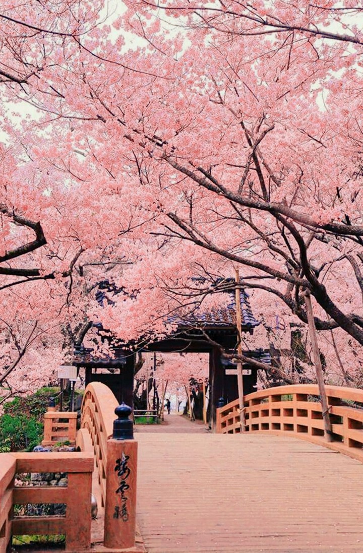 Japão / cerejeira