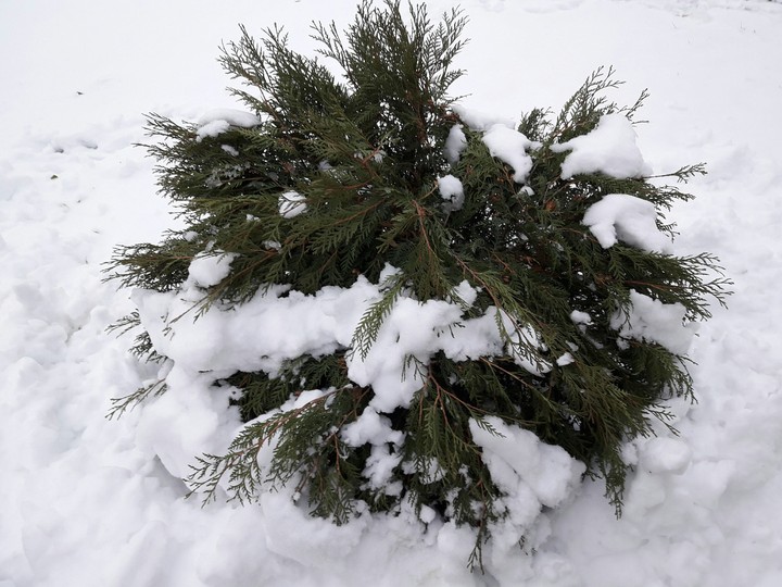 Small Christmas Tree