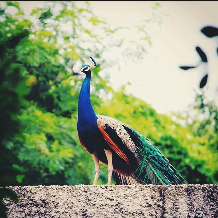 peacock
