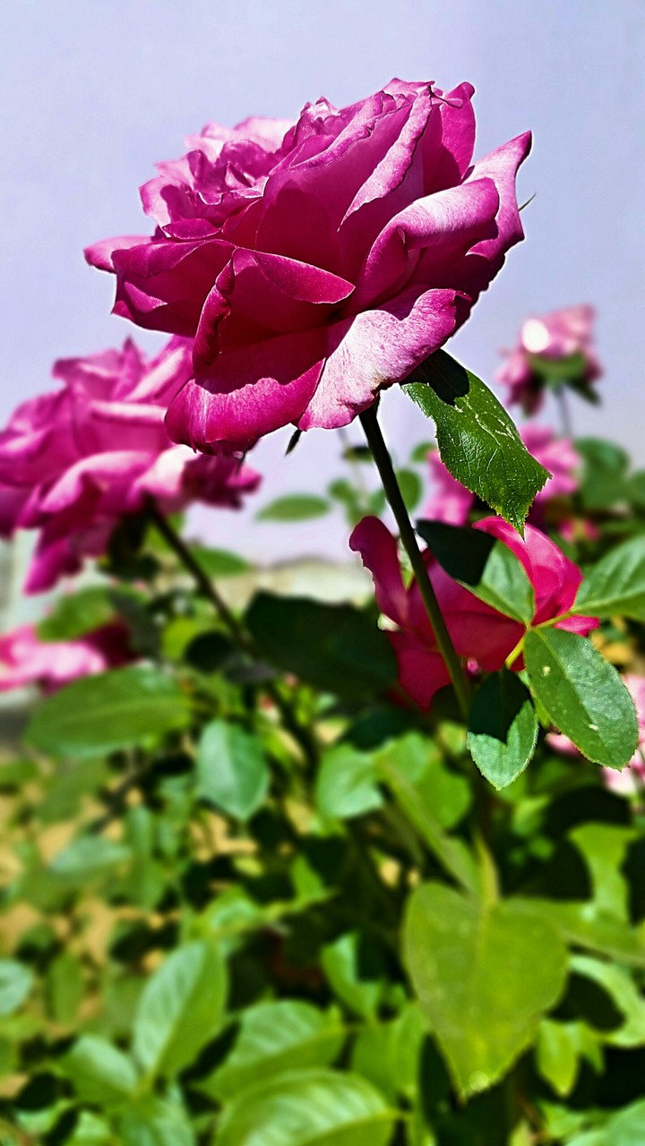 Flower