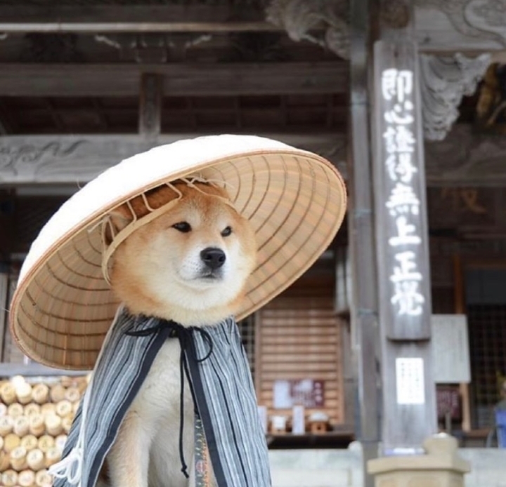 Shiba