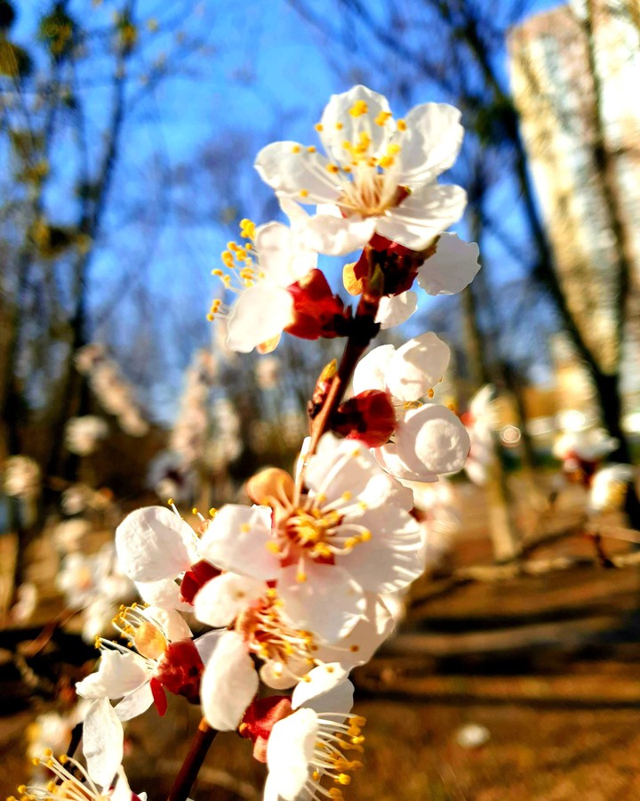 Spring