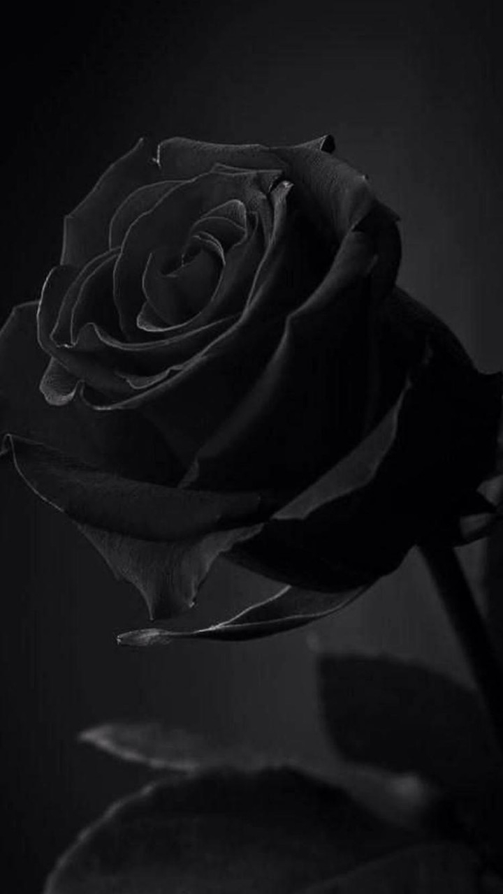 Rose⚘