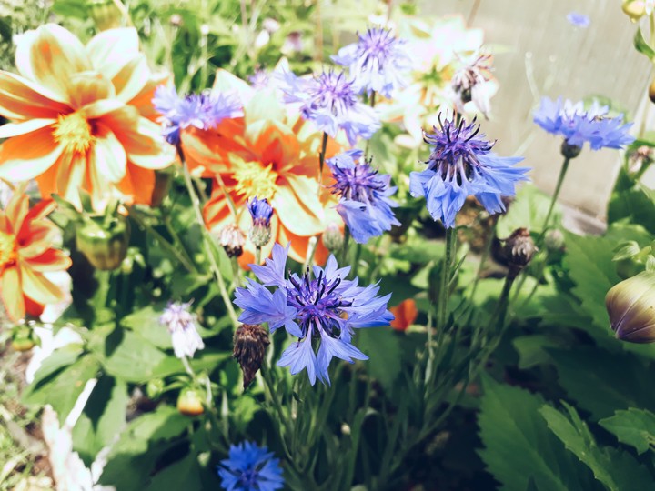 flowers