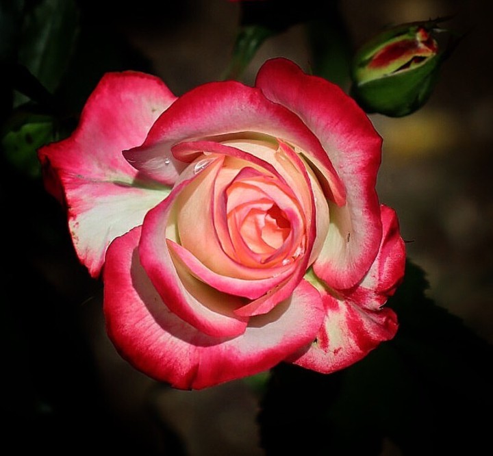 Roses