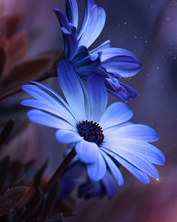 #Magical Art