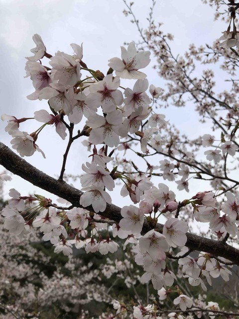 벚꽃