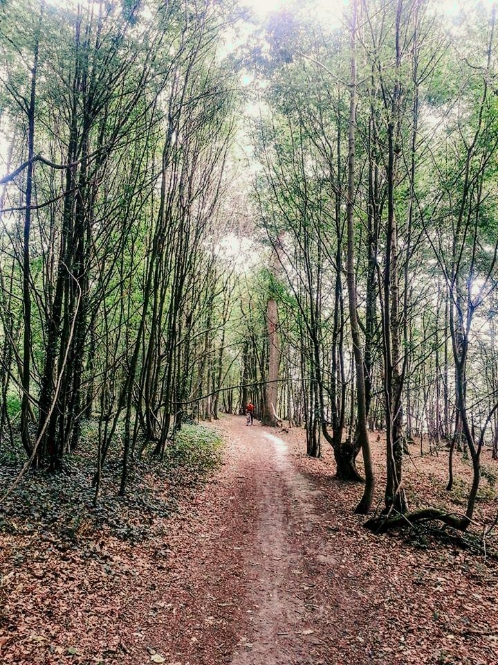 The Trees of Belgium