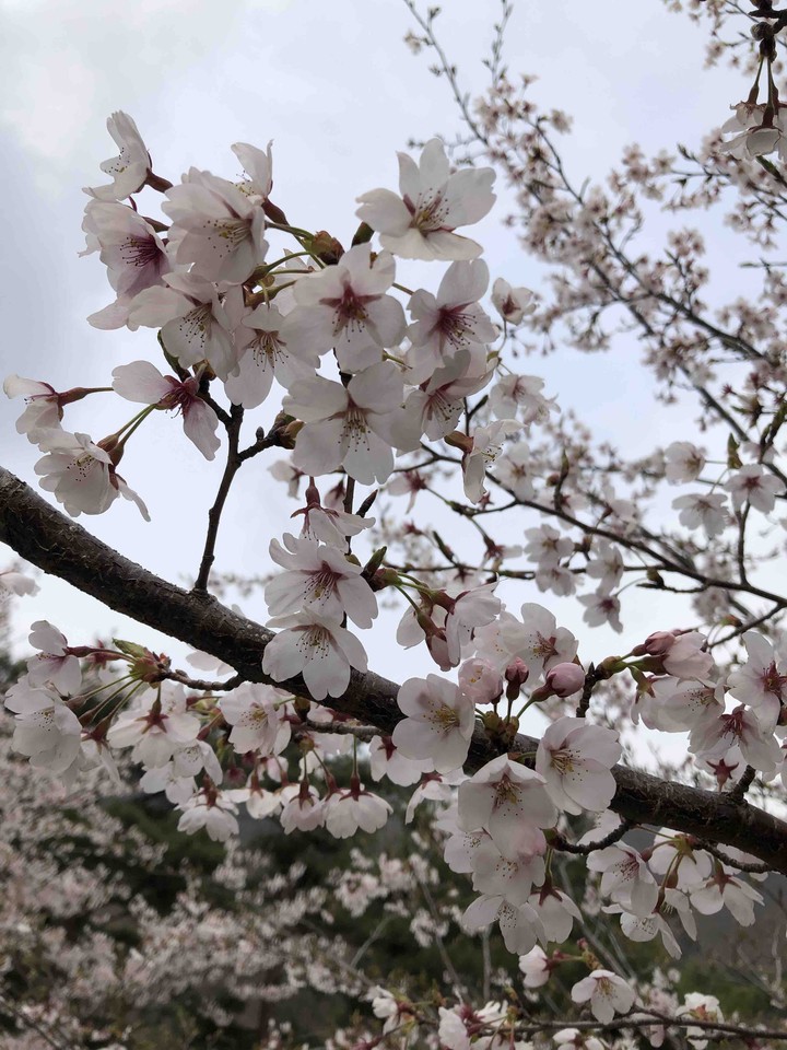 벚꽃