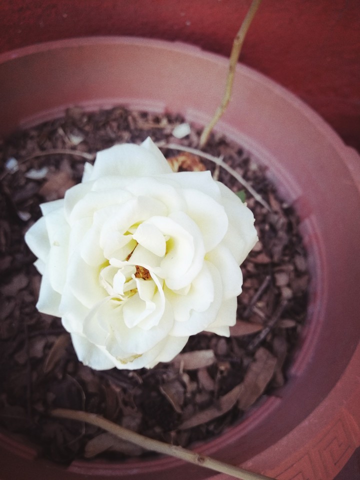Rosa