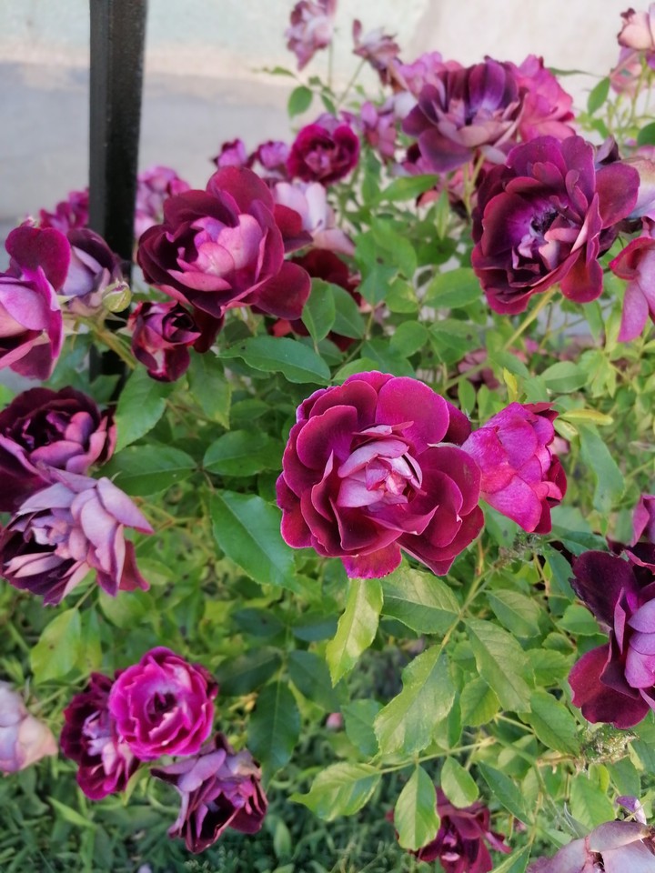 my roses