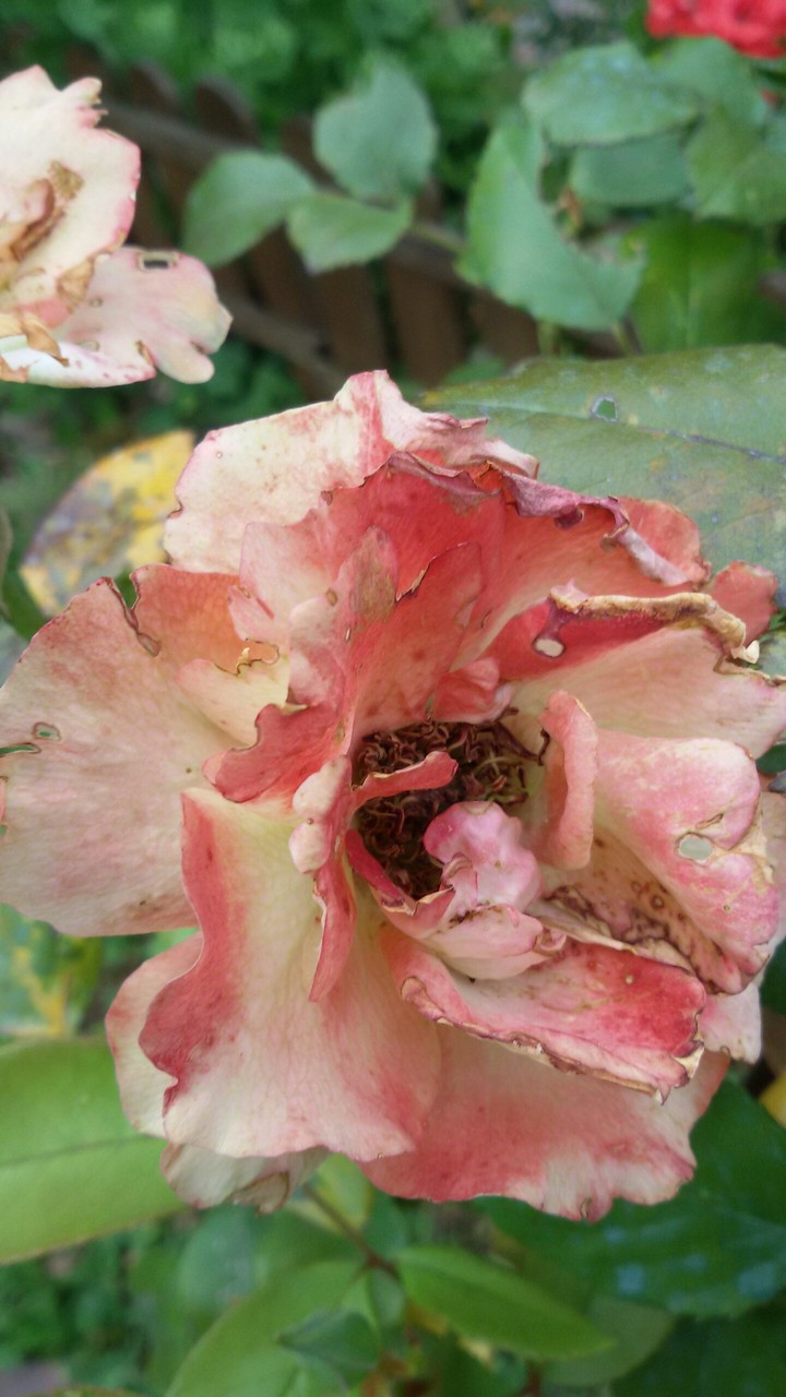 rose