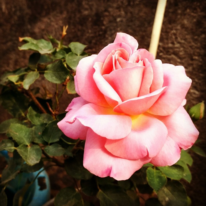 pink rose beauty