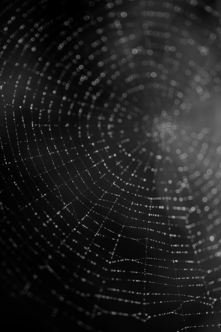 spide web