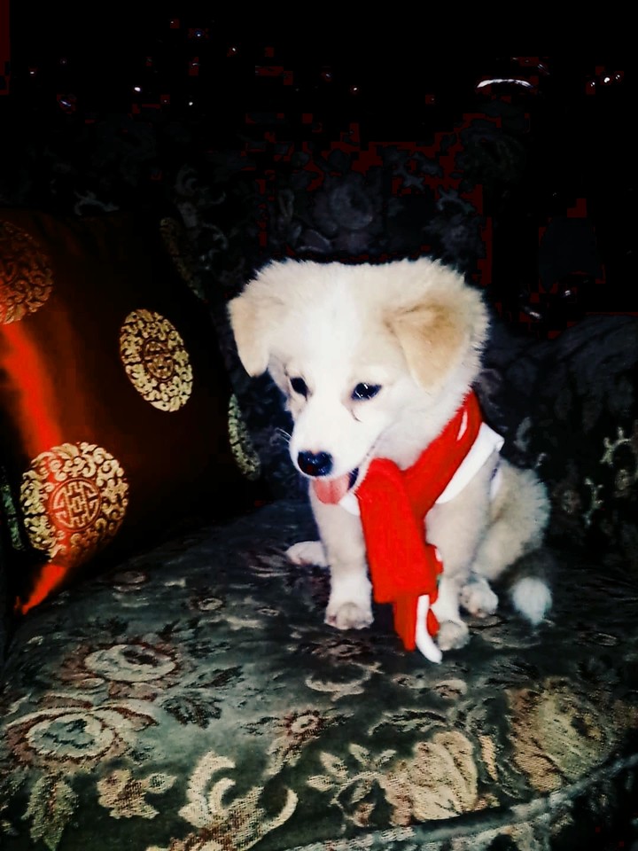 cookie