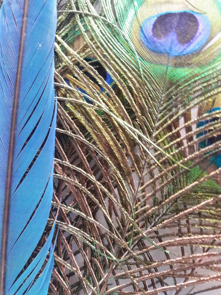 Bunches of more feathers.