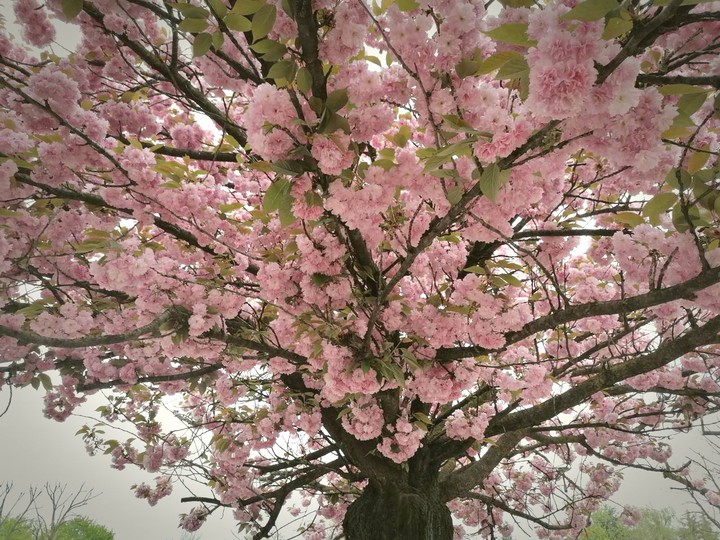 Flowers in the italiano park ?