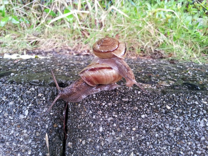 でんでんむしむし