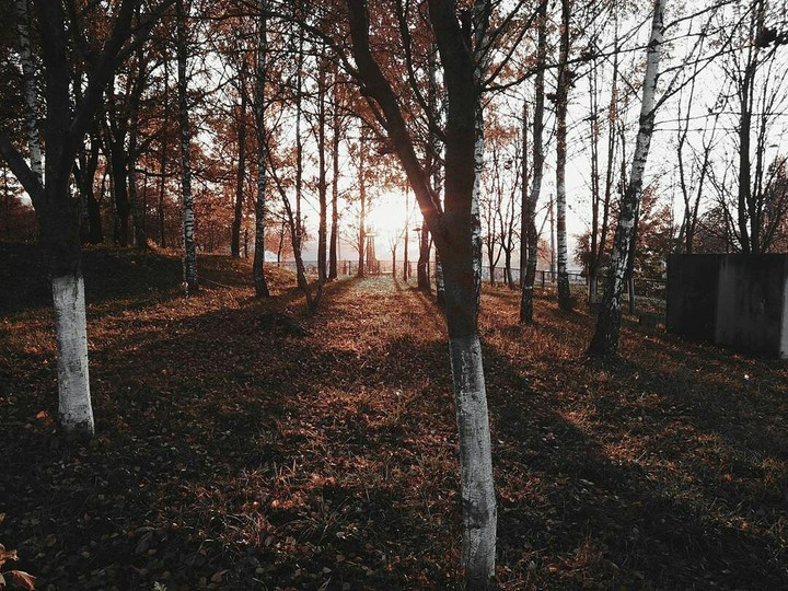 forest