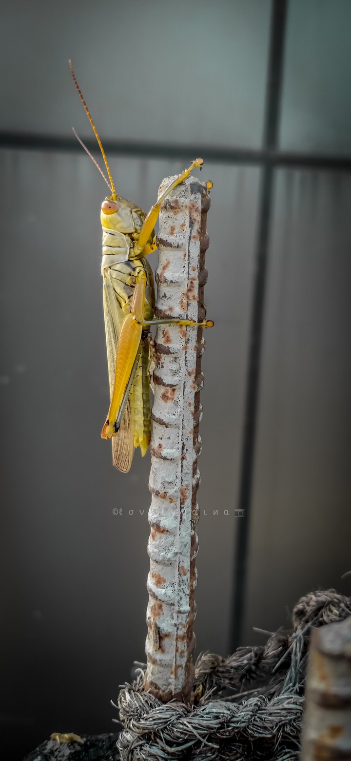 grasshopper