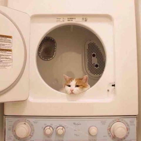 고양이