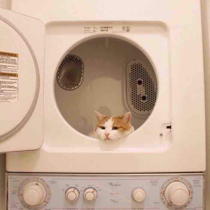 고양이