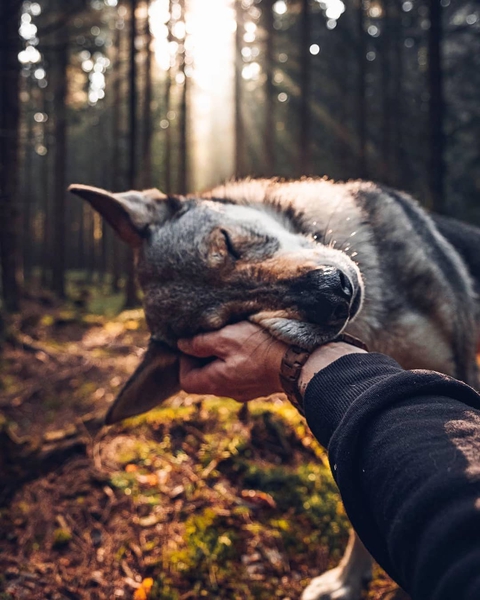 Wolf
