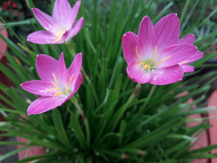pink Lily