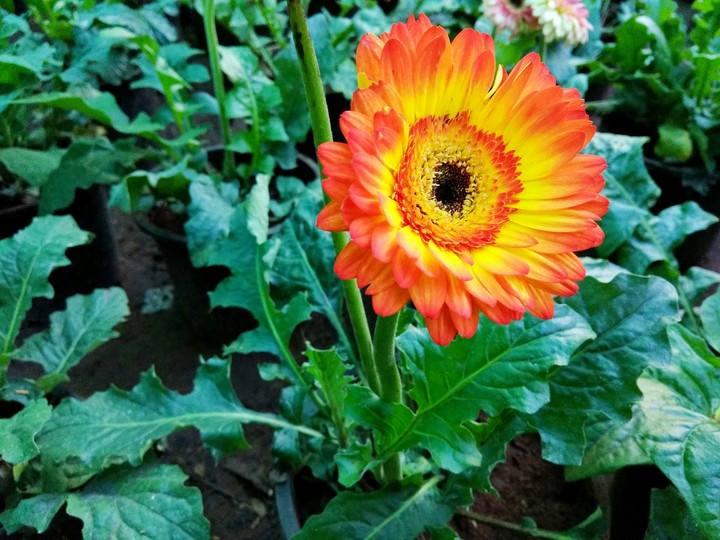 Flower