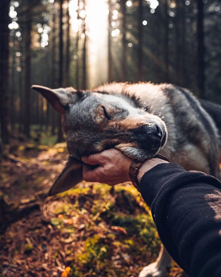 Wolf
