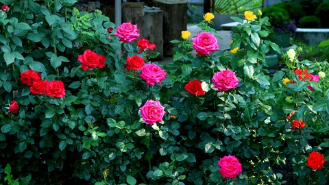 sfondi shrub, petal