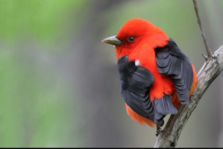 bird