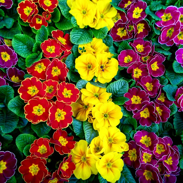 flowers